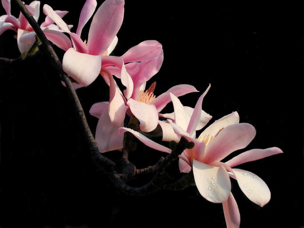 1540631324327181.jpg 1.jpg