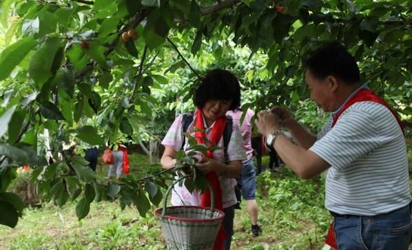 1540632513553482.jpg 2 客人在田间地头采樱桃.jpg
