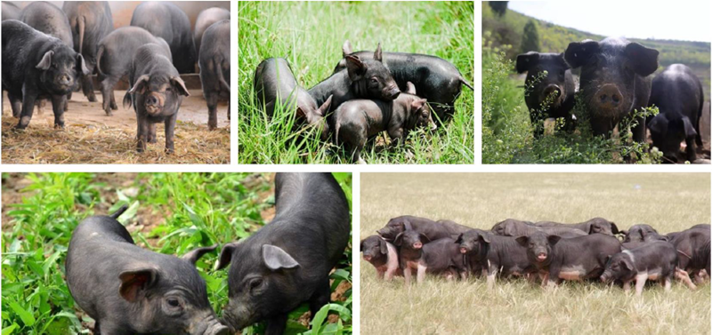 1588242716245613.png 猪3_副本.png